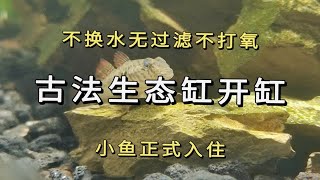 不换水无过滤不打氧古法生态缸养鱼开缸养水完成，小鱼正式入住