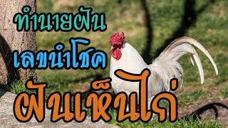 ทำนายฝัน  : ฝันเห็นไก่ กินไก่  จับไก่  ไก่บินเข้ามาหา เลขนำโชค  [คนช่างฝัน] EP.3