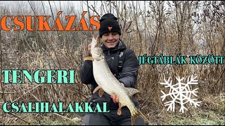 Csuka horgászat tengeri halakkal csalizva (Pike fishing with salt walter  deadbaits)