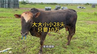 养殖户宣布倒闭，大大小小28头牛只要10万元，大家感觉怎么样？