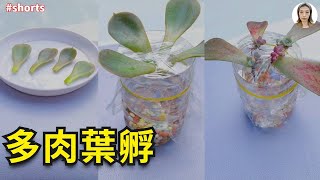 #succlents plant#progate succlents#多肉植物#shorts