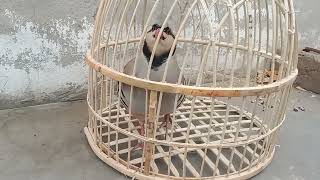 Desi Shikari Chakor Awaz Madi Female Chakor Keklik sesiشکاری چکور آواز مادی چکور@MerakLsyz02#birds