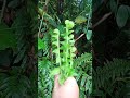 Mencari sayur hutan ya sahabat yande.... namanya di tempat kami adalah paku uban #kalimantan