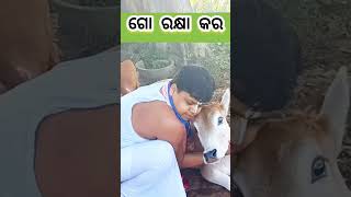 ଆମ ଗୋ ମାତା 🐄🙏 || Gopal Das || #gopaldas #gopaltv