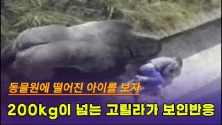 고릴라 우리에 떨어진 아이를 보자 200kg이 넘는 수컷 고릴라가 보인 반응