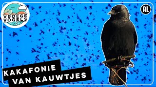 Kakafonie van roeken | Zelf Geschoten | Vroege Vogels