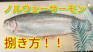 [魚の捌き方]ノルウェーサーモン捌き方