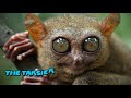 दुनिया के 5 सबसे विचित्र जानवर. 5 strange animals in the world.