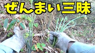 2023-05-01【山菜採り】ゼンマイ、短時間で結構いいのが採れた！小鳥の囀り