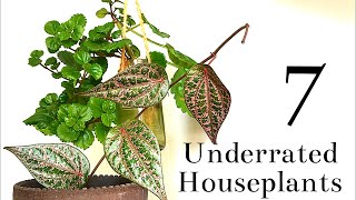 7 Underrated Houseplants