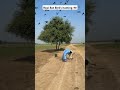 real bat bird s hunting 🦇 farming hunting bat birds animals