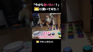 「今から会いたい？」シェルティに聞いてみた！【会話ボタンでしゃべる犬】 #shorts #dog