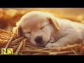 20 HOURS of Dog Calming Music For Dogs🎵🐶Separation Anxiety Relief Music🎵💖dog relaxation🎵 NadanMusic