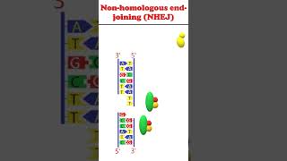 Non homologous end joining #animation #dnadamagerepair