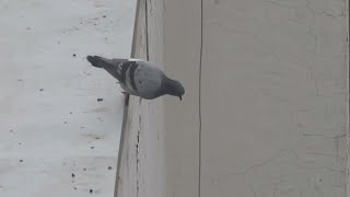 Bird Jumps off Roof