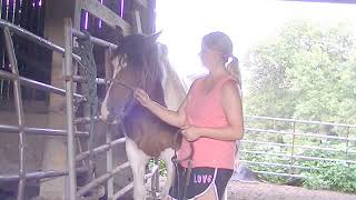 Bridling A Difficult Horse Doese Horsemanship