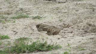 Junge Haussperlinge (Spatzen) im Sandbad