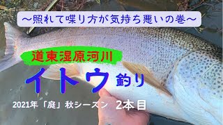 【2021年秋　道東湿原河川】イトウ釣り　自動遊泳システム炸裂の巻