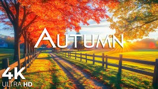 Enchanting Autumn Forests with Beautiful Piano Music🍁4K Autumn Ambience \u0026 Fall Foliage #27