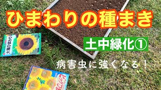 土中緑化①ひまわりの種まき・第２回やさいのじかん