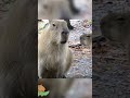 do you know what kind of sound do capybaras make funny capybara