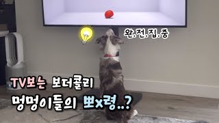 이제 하다하다 TV보는 보더콜리