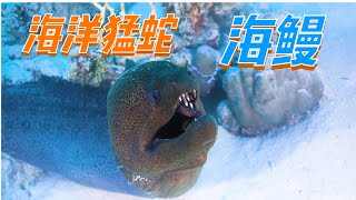 Sea eel（海鳗）——吞鯊魚，滅海蛇，果然够兇猛！