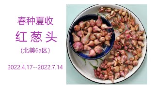 北方小院子第一次收获红葱头 （更新视频）grow shallot in Zone6a backyard (update for April video)