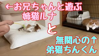 本当は小学生のお兄ちゃんと遊びたいが、じっと我慢する弟猫ちんくんが可愛い❤️【子猫】kitten