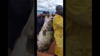 Biggest Nile Perch ever