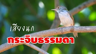 Common Tailorbird sound เสียงนกกระจิบธรรมดา