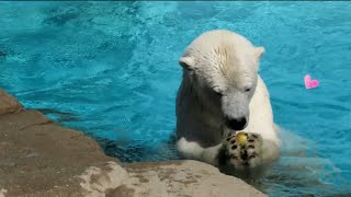 大切そうに… みゆきちゃん 王子動物園 ホッキョクグマ (Polar Bear・Miyuki・Kobe)