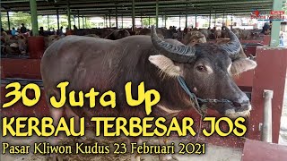 Kerbau Terjumbo Di Banderol 30 Juta || Sarbo Kudus 23 Februari 2021