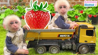Smart baby monkey Obi helps dad harvest strawberries to make fruit juice