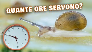 Quante ore di lavoro occorrono per gestire un allevamento di lumache?