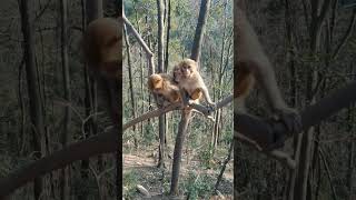 Monkey animal world  #158