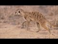 The snake-bitten meerkat's miraculous recovery  Planet Earth Live - BBC