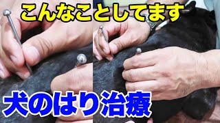 犬の椎間板ヘルニア　鍼灸治療こういうことしてます（詳細動画）