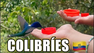 ALIMENTE A 130 ESPECIES DE COLIBRÍES | EN MINDO ECUADOR  🇪🇨 | 😱🕊️