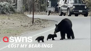 A mother bear and her two cubs stop traffic to cross the road 🐻❤️ | SWNS