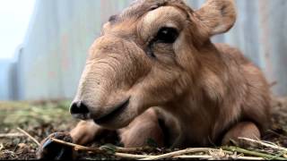 IFAW Russia - Saiga antelopes are rare creatures