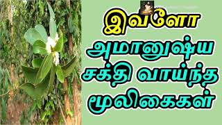 இவ்ளோ அமானுஷ்ய சக்தி வாய்ந்த மூலிகைகள் - Sattaimuni Nathar