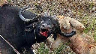 Hungry Lion Attack Buffalo | Crocodile VS Lion | Tiger Attack 2018#Lion