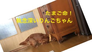 【dog 】ミニチュアダックスフンド おもしろ【かわいい犬】動画 たまごを愛する犬 りんごちゃん