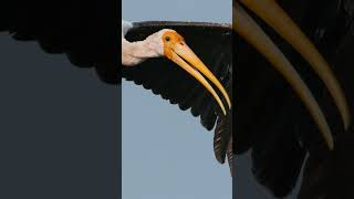 I am a photographer and I took this photo #paintedstork #birdphotography #birdslover #birds