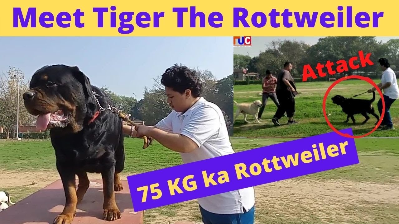 Meet Tiger The Rottweiler - 75 KG Rottweiler | Rottweiler Facts and Information