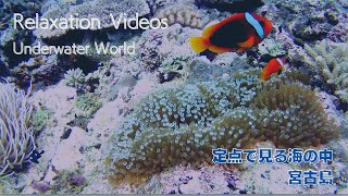 【海中映像】定点カメラ「ずっと眺めていたい海　宮古島　#14 クマノミ 」Change the monitor to a window view.　fixed point camera.