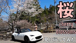 To Inuyama Castle with cherry blossoms in full bloom with ND Roadster（mx-5)