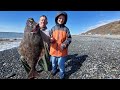 Surf Fishing & Camping on a Beach - Halibut Catch & Cook