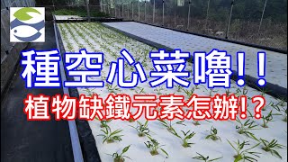 魚菜共生｜空心菜定植；缺鐵元素時該加多少｜達永魚菜共生農場｜Aquaponics